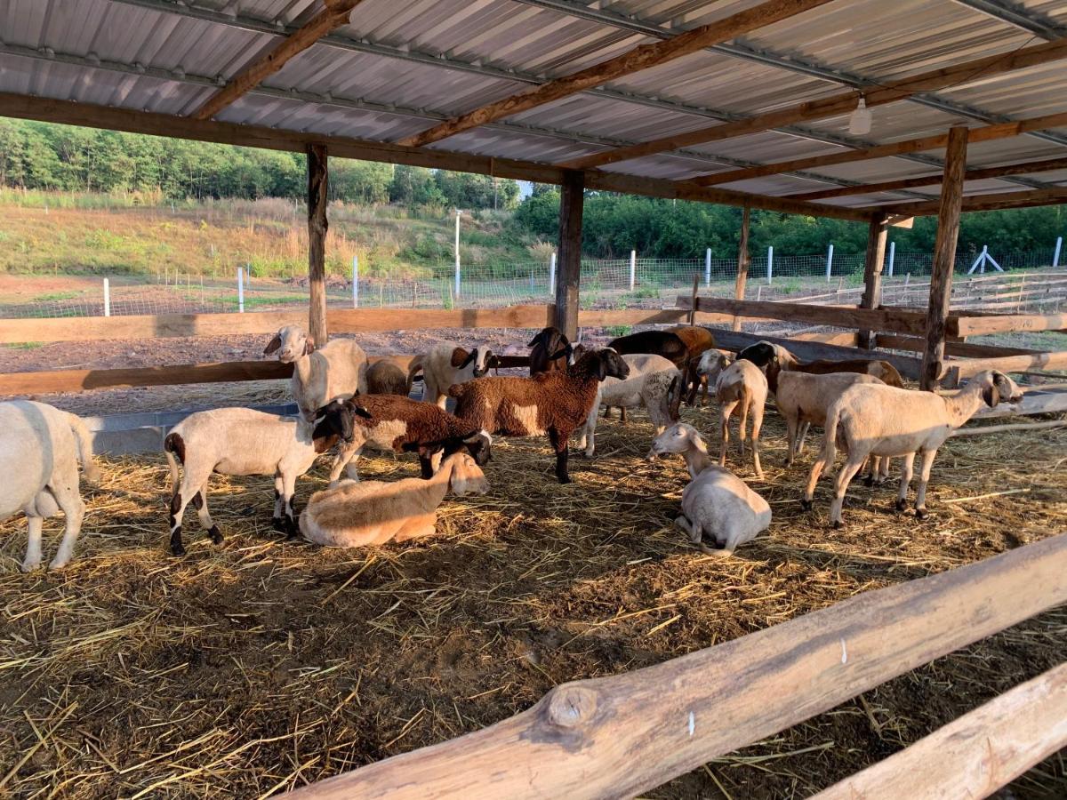 ฟาร์มแกะภูกระดึง Waraporn Valley Ban Nong Tum Exteriör bild